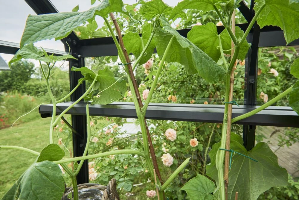 Royal Well Schap Gartner 16.2 Zwart Gecoat - Afbeelding 3